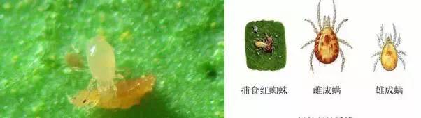 常见天敌昆虫大全