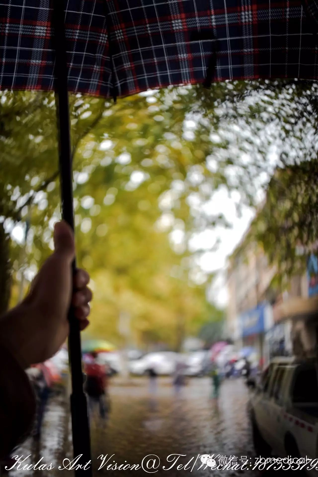 八羽怪拍秋雨