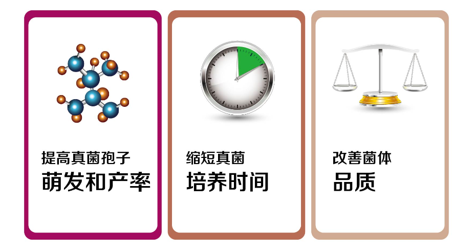 食用菌液态制种