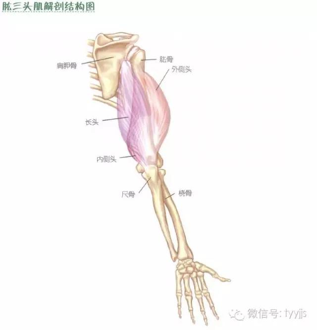 3,前臂肌群