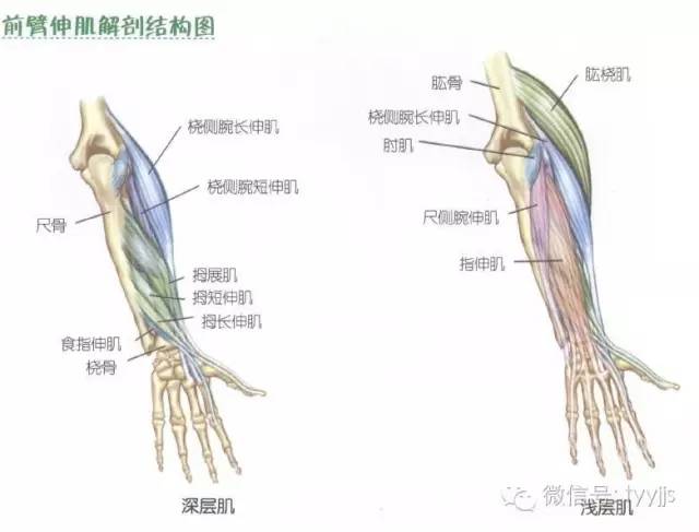 位于前臂前面及内侧的屈肌群和位于前臂后面及外侧的伸肌群