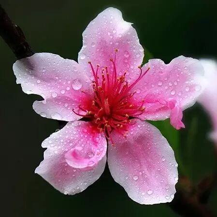 恭城桃花节来了，约吗？355 / 作者:深秋的落叶 / 帖子ID:164441