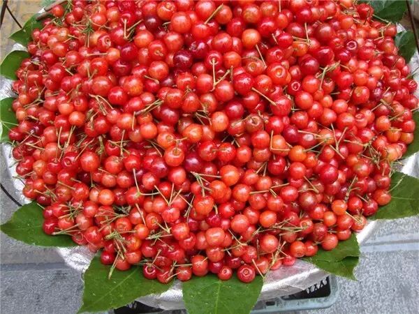 云南增加婚假15天 产假延长60天 男方“产假”30天-怀孕期