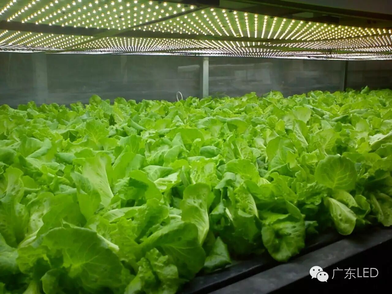 热点技术的前景和“钱景”| GDLED内参