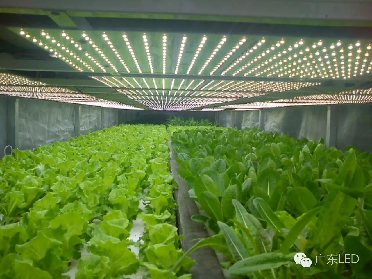 逃离OR进发？国际照明巨头战略大调整！