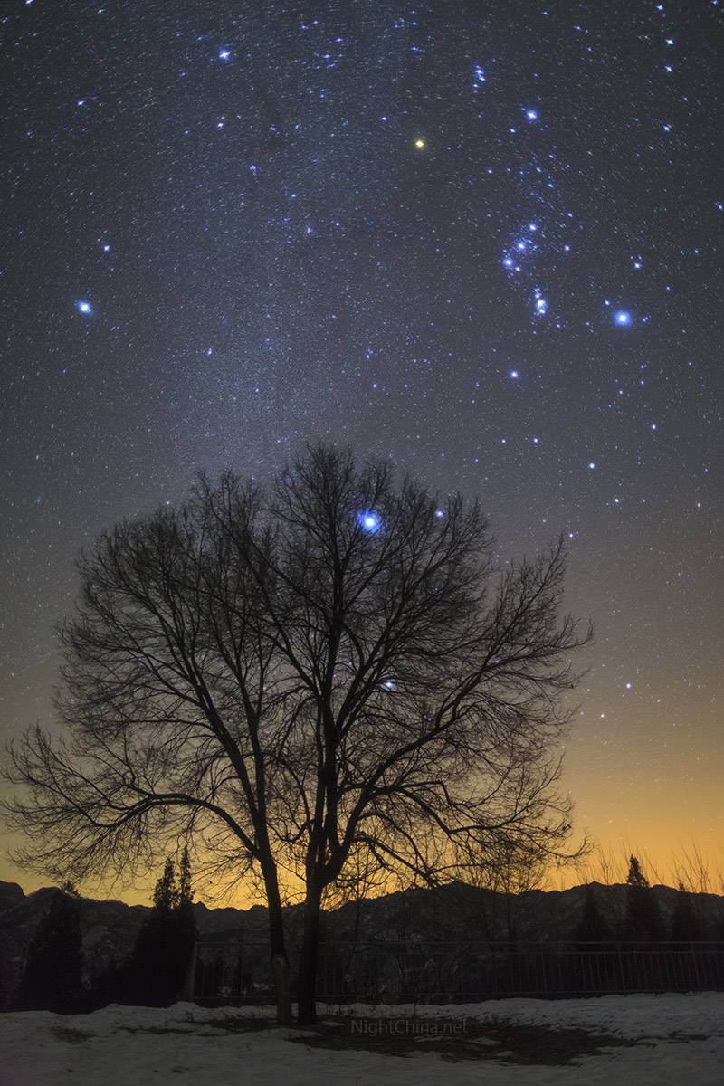 挂满了冬夜星空中最璀璨的亮星 最明亮的天狼星甚至透过树梢 仍然光彩