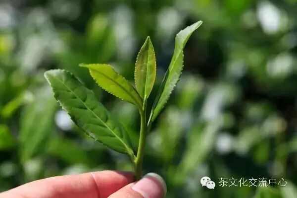 铁观音为什么那么香？是添加香精吗？