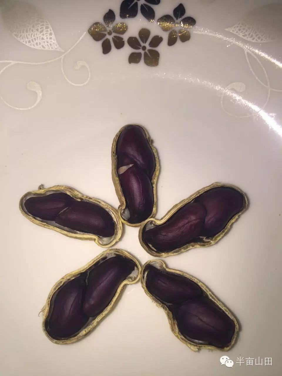 黑花生 花生家族的一株奇葩