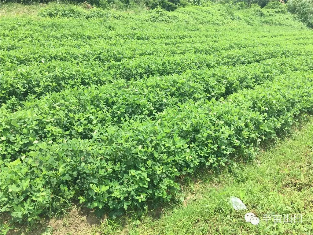 黑花生 花生家族的一株奇葩