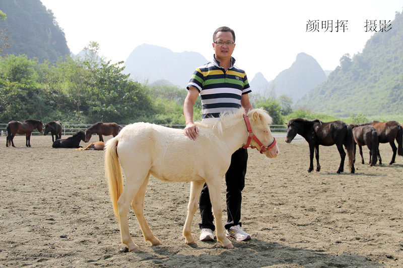 广西德保矮马白马为中国马文化艺术增添新素材