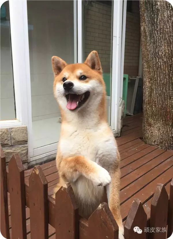 全世界最爱笑的狗
