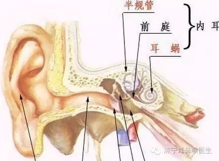 良性阵发性位置性眩晕(耳石症)