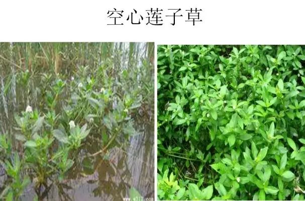 高清杂草图谱一次全认识了精景空间