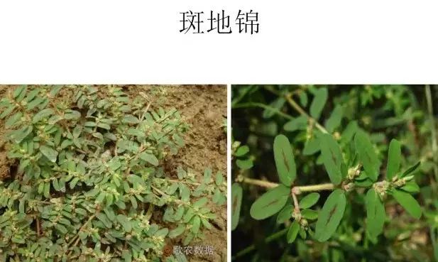 路边的野草,你认识几种?