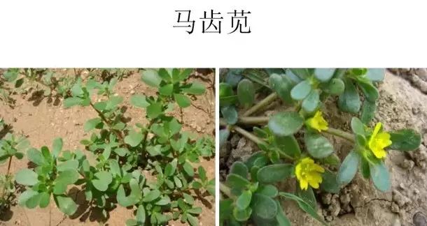 路边的野草,你认识几种?