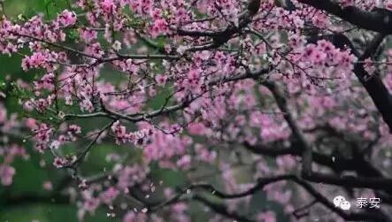 美爆了!当张磊遇上张捷,在泰安演绎了一场春天版的《南...