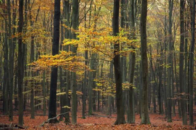 新年祝词：每一个不曾起舞的日子，都是对生命的辜负。