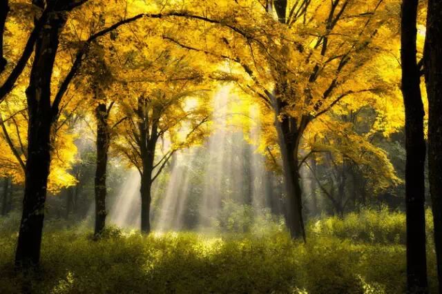 新年祝词：每一个不曾起舞的日子，都是对生命的辜负。