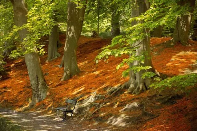 新年祝词：每一个不曾起舞的日子，都是对生命的辜负。