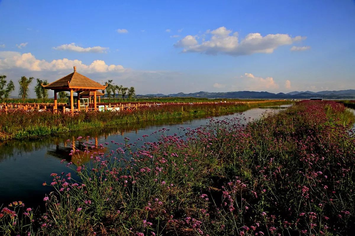 贵州百里杜鹃花海,威宁草海摄影之旅