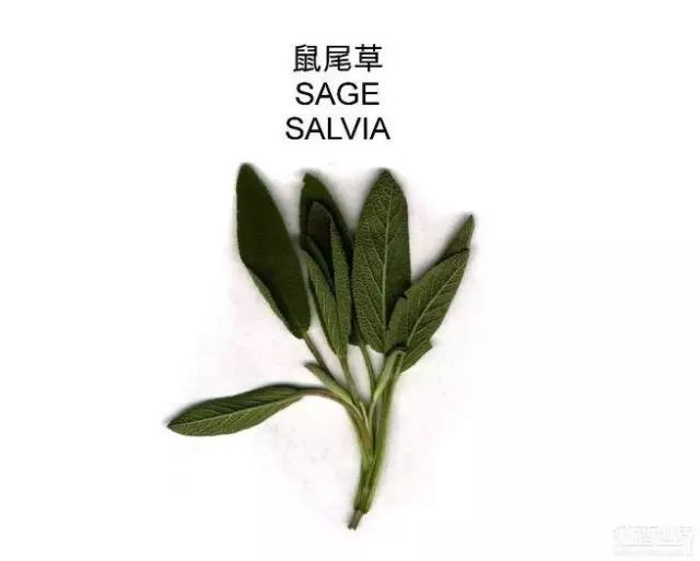 10. 鼠尾草