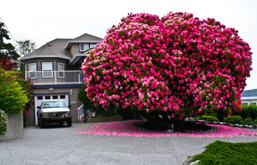 加拿大有棵125岁的杜鹃花"树"(杜鹃是灌木,属禾本科,并非树)