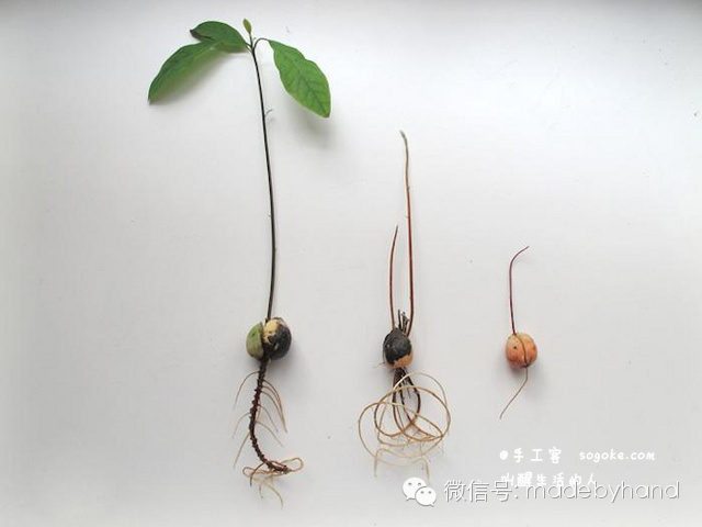家居绿化 - 简易鳄梨(牛油果)种植教程(水培法) - xinlingganwu777 - 心靈感悟 家居绿化 - 简易鳄梨(牛油果)种植教程(水培法) - xinlingganwu777 - 心靈感悟