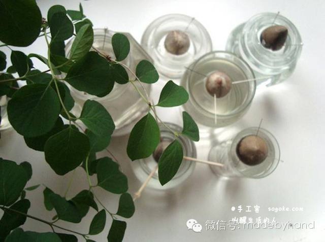 家居绿化 - 简易鳄梨(牛油果)种植教程(水培法) - xinlingganwu777 - 心靈感悟 家居绿化 - 简易鳄梨(牛油果)种植教程(水培法) - xinlingganwu777 - 心靈感悟