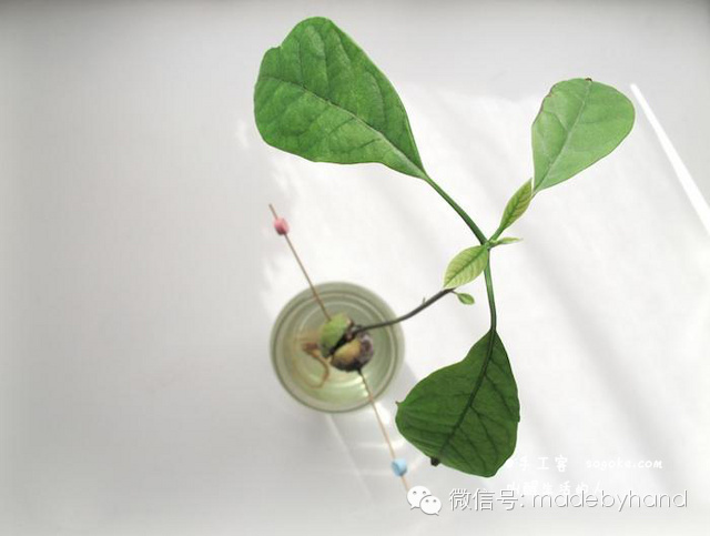 家居绿化 - 简易鳄梨(牛油果)种植教程(水培法) - xinlingganwu777 - 心靈感悟 家居绿化 - 简易鳄梨(牛油果)种植教程(水培法) - xinlingganwu777 - 心靈感悟