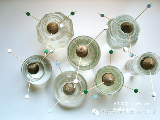 家居绿化 - 简易鳄梨(牛油果)种植教程(水培法) - xinlingganwu777 - 心靈感悟 家居绿化 - 简易鳄梨(牛油果)种植教程(水培法) - xinlingganwu777 - 心靈感悟