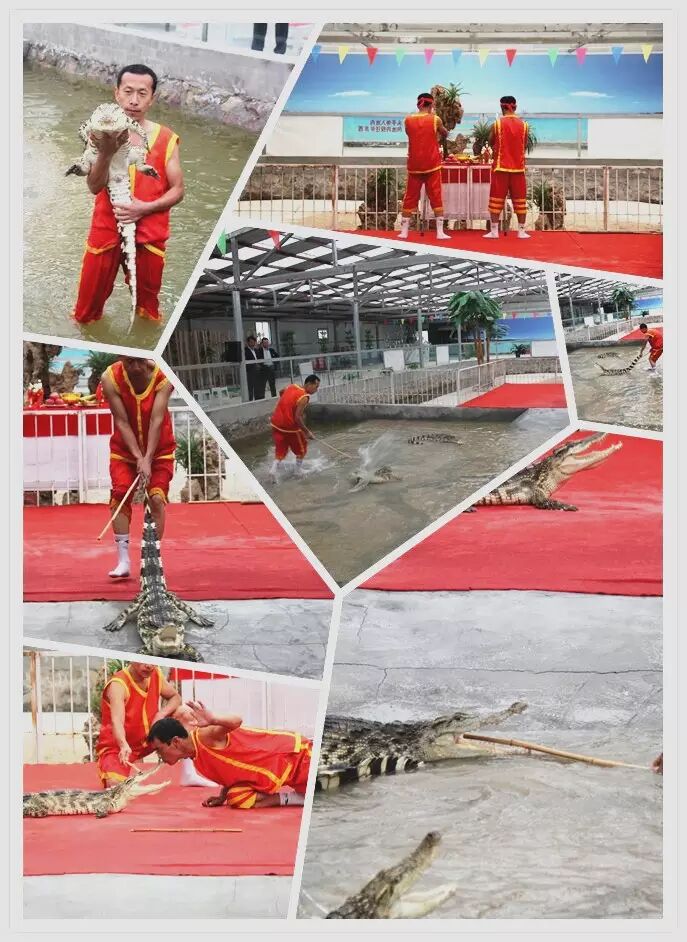 宁夏旅游景点水洞沟鳄鱼表演
