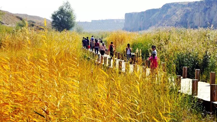 宁夏旅游景点水洞沟芦花谷秋景