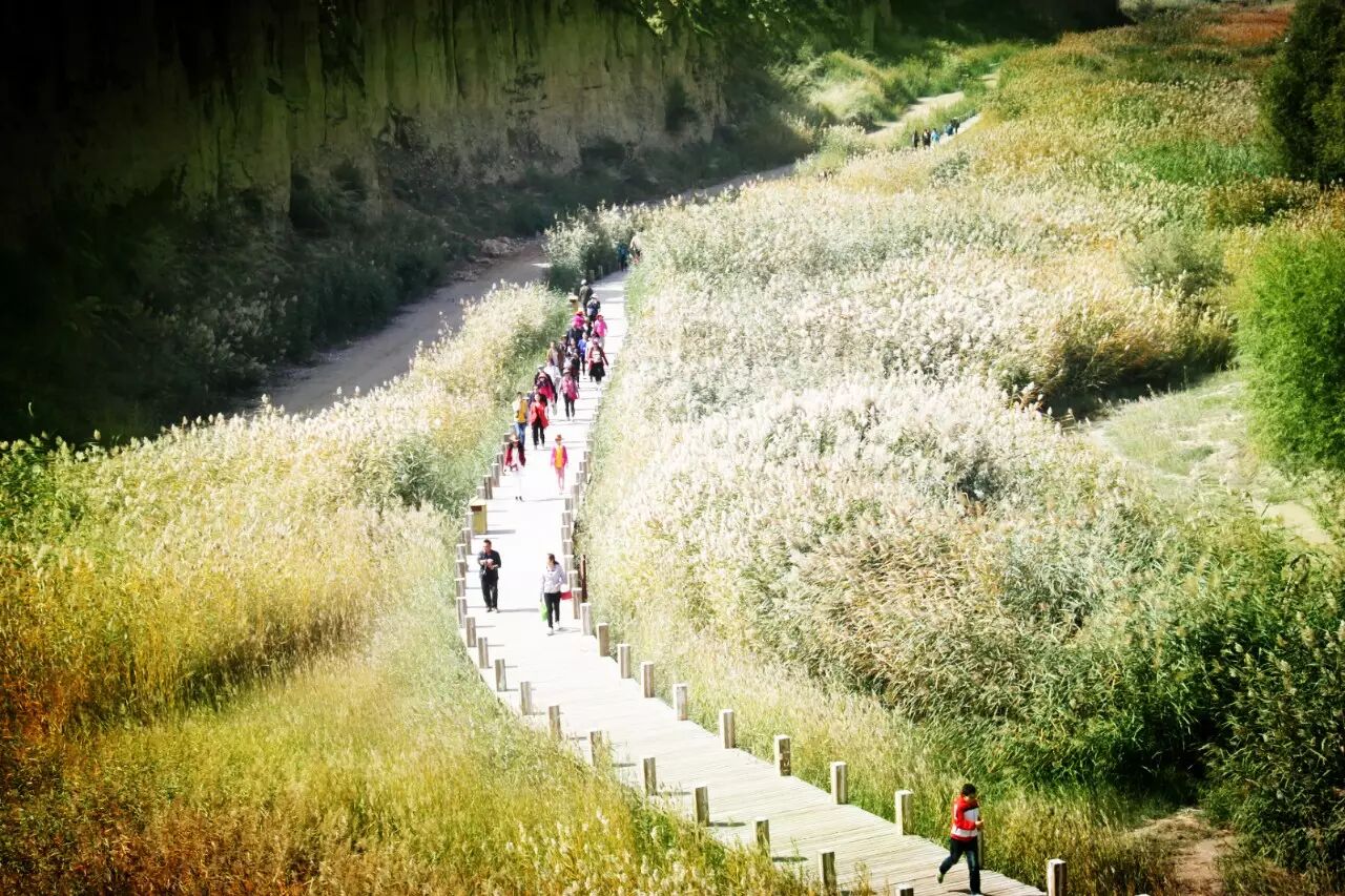 宁夏旅游景点水洞沟芦花谷
