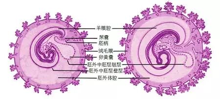 羊膜腔是什么? 怀孕几周时B超可以清晰看到孕囊?-怀孕期