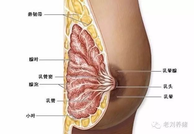 老刘养猪问答 解剖生理——3、为什么怀孕70-90天期间要限制采食?
