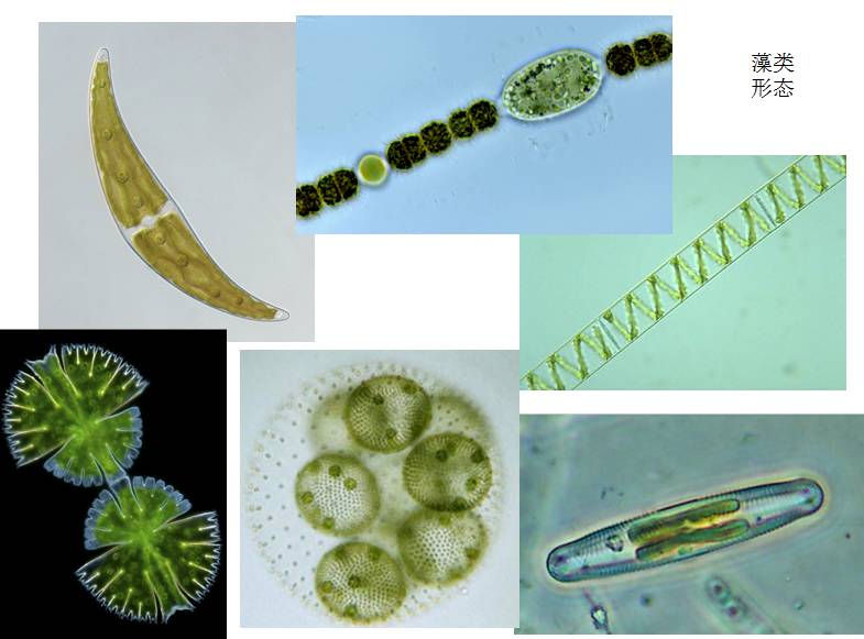 李老师:为了大家能够直观的理解,我给大家找了一些显微镜下的蓝藻.