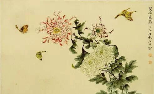 霜降，菊恋