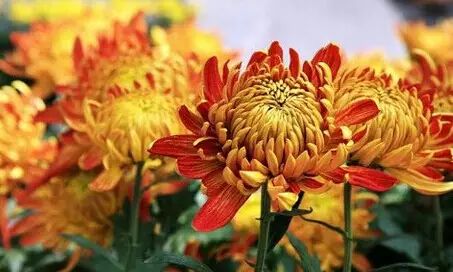 霜降，菊恋