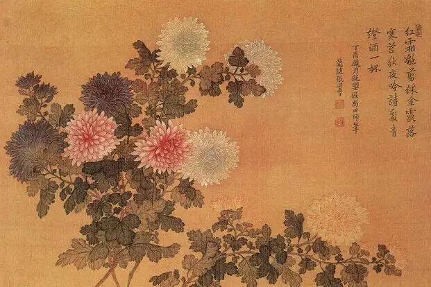 霜降，菊恋
