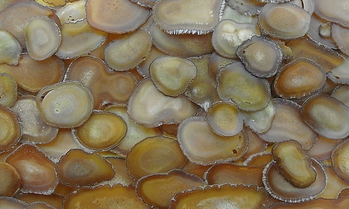 鹿茸怎么吃效果最好？鹿茸适宜人群和不适用人群