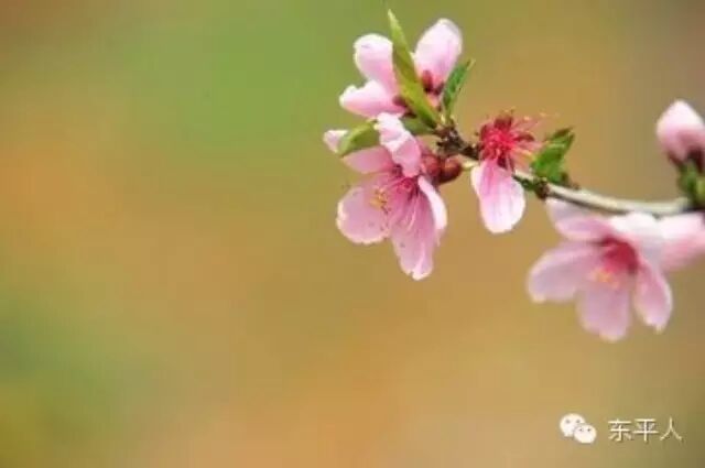 宋祖英、刘欢演绎《一朵鲜花鲜又鲜》美醉了!