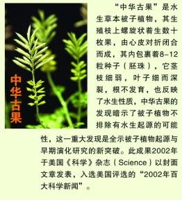 CMGS  中国（长沙）国际矿物宝石博览会  世界上最早的花