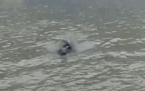 威尔士一间海鲜餐厅每天都遭到一只海豹的打劫.招谁