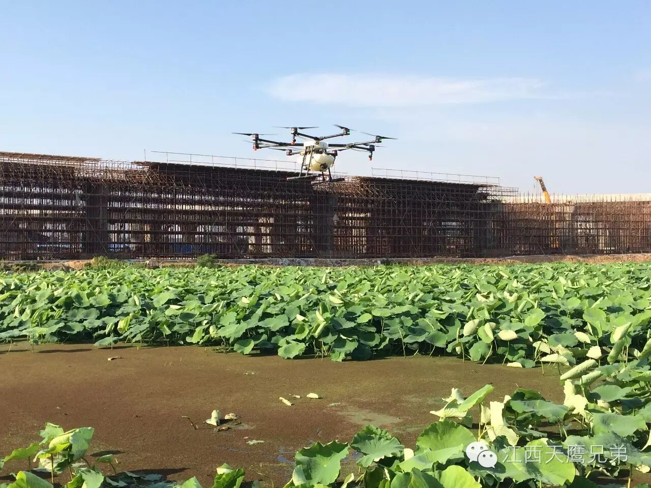 江西天鷹兄弟：青原區(qū)天玉鎮(zhèn)蓮藕基地首次引進(jìn)無(wú)人機(jī)進(jìn)行作業(yè) 