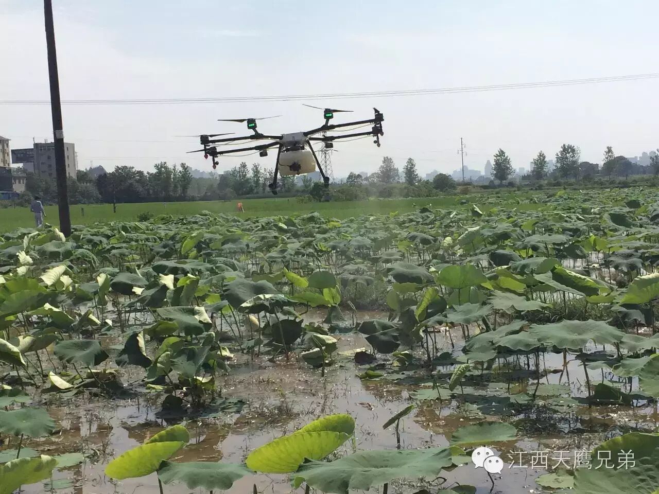 江西天鷹兄弟：青原區(qū)天玉鎮(zhèn)蓮藕基地首次引進(jìn)無(wú)人機(jī)進(jìn)行作業(yè) 