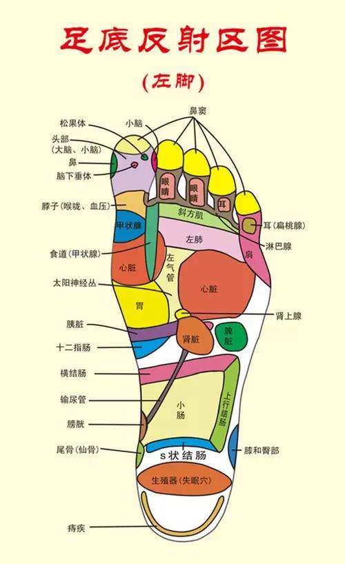 您看脚底反射区挂图的时候就会发现,肝胆,脾胃,肠道这一类消化系统的