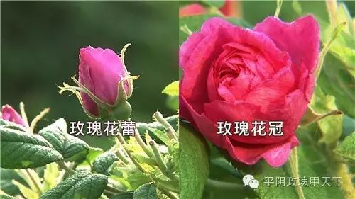 致富经 cctv7_cctv7致富技术光盘_cctv7致富經黑鸡养殖