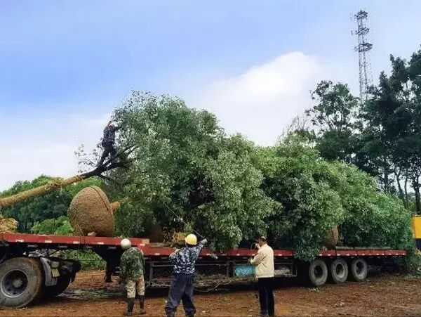 迪士尼55亿美元施工费遭万达质疑