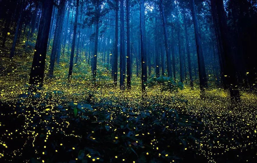 在夜晚时分,萤火虫飞出它们的藏匿处,在日本的公园,森林及绿色地带