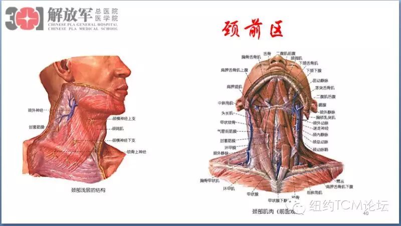 上肢疾病系列微信讲座 第一讲:肩膀骨骼肌肉和神经解剖